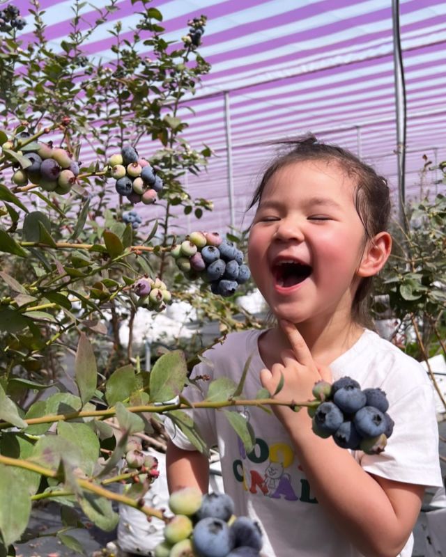 第一次採藍莓🫐
原來台灣有藍莓農場！
